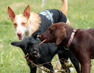 Hundebetreuung Friedrichshain 1